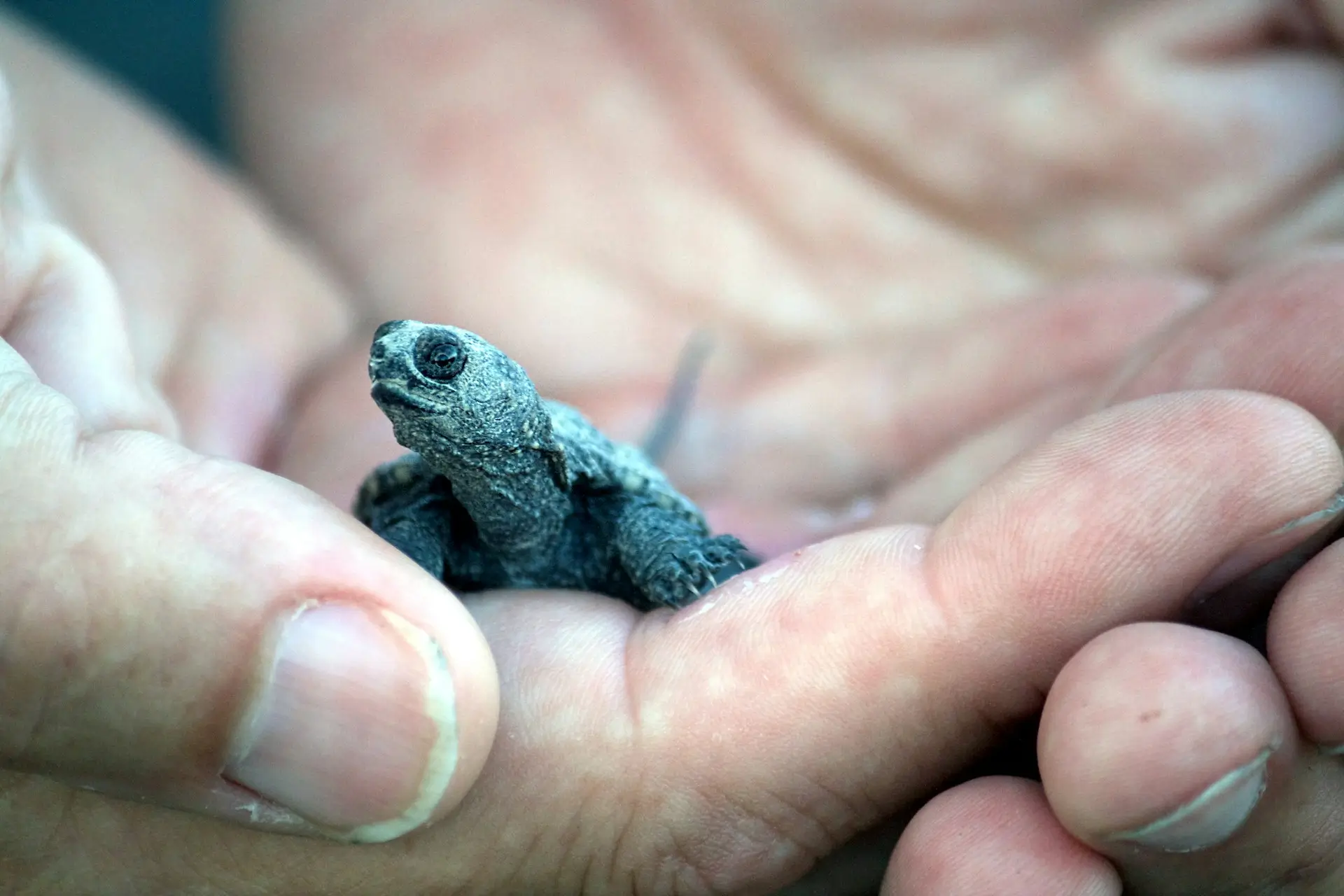 A tortoise being help in someone's hands